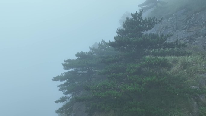 雾天松树云雾缭绕悬崖边松树山林起雾天气