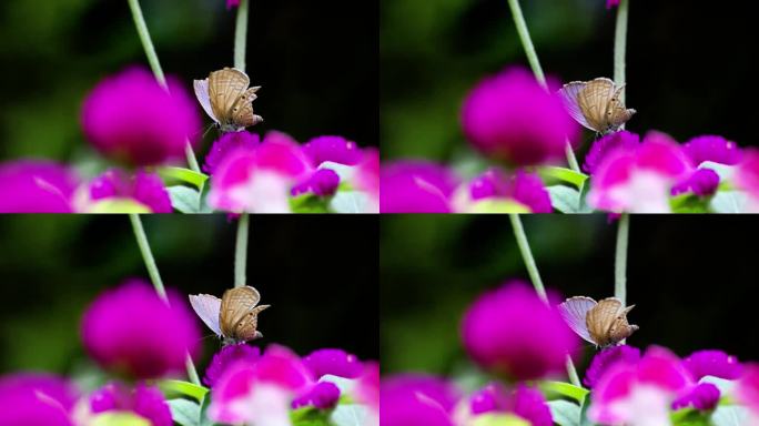 9月13蝴蝶 空镜头 秋日 转场 近镜头