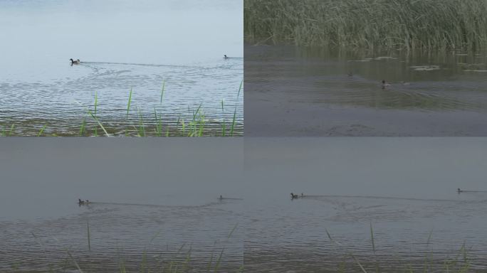 湖中野鸭