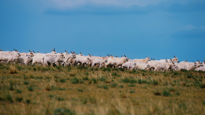 （4K广告级）草原山羊羊群放牧