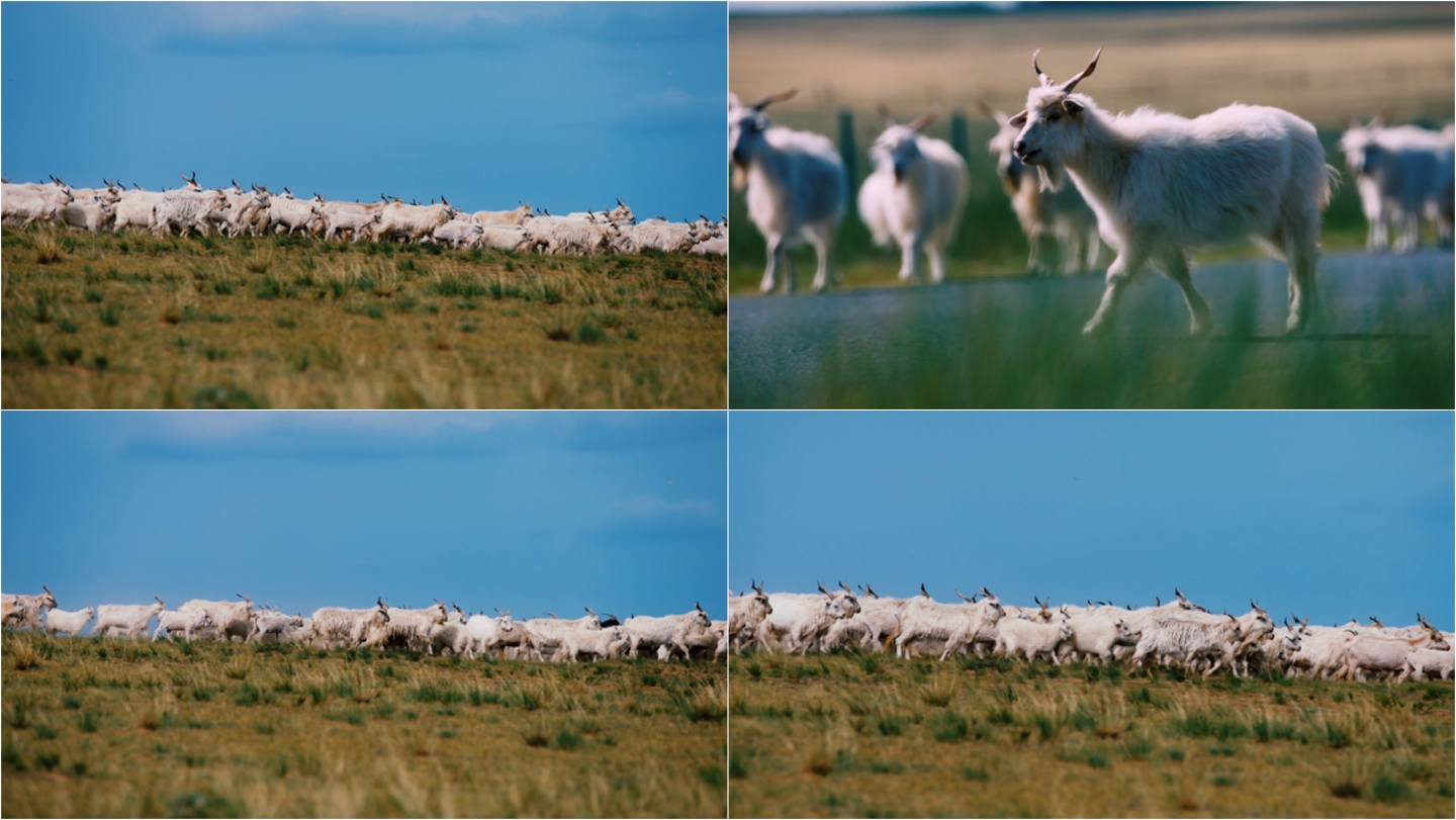 （4K广告级）草原山羊羊群放牧