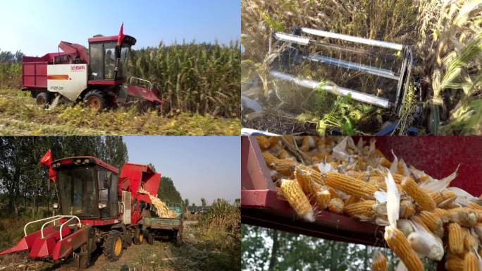 机械化 收获 大豆玉米 带状 复合 种植