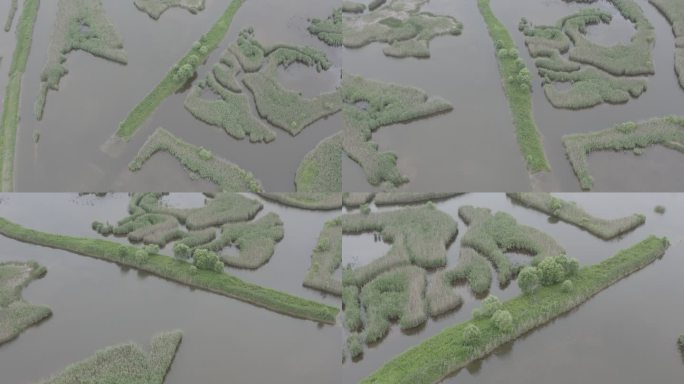 4K-Log-上海青草沙水库湿地自然图腾