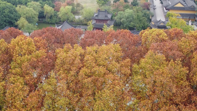 焦山秋景