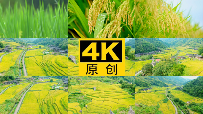 乡村振兴稻米丰收