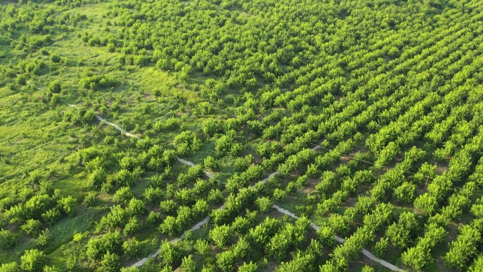 航拍果园柠檬农业示范基地