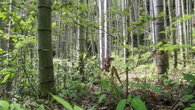 C浙江仙居竹林高清实拍