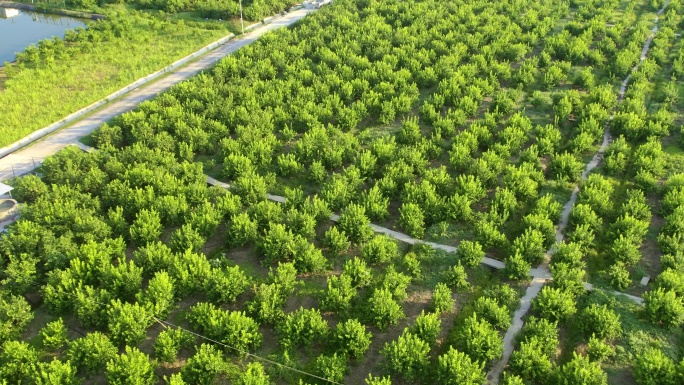 航拍农村柠檬示范基地