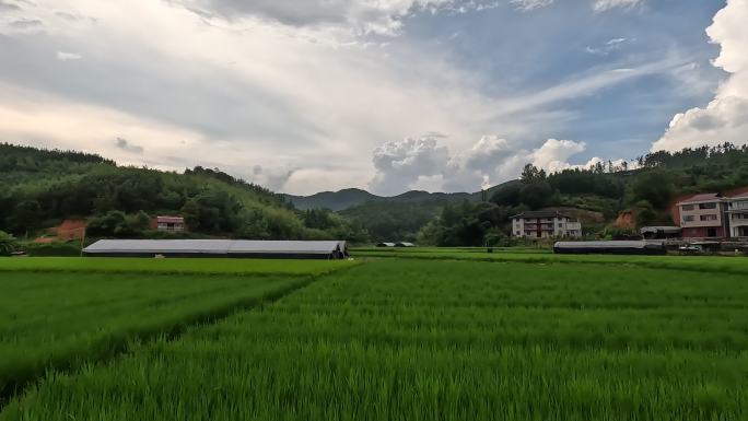 美丽农村稻田 大棚 乡村幽静悠闲生活