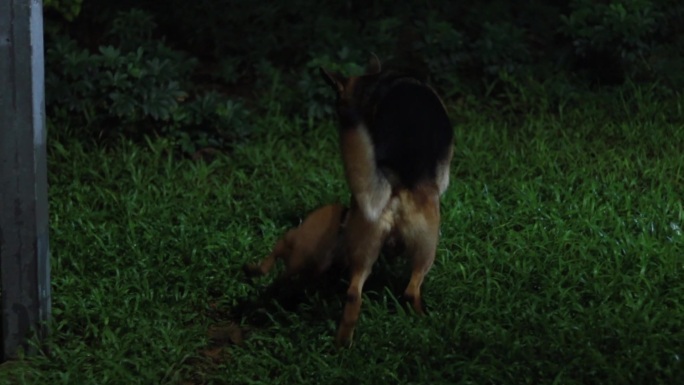 夜间遛狗大型犬
