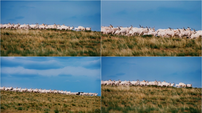 （4K阿莱拍摄）草原山羊羊群放牧
