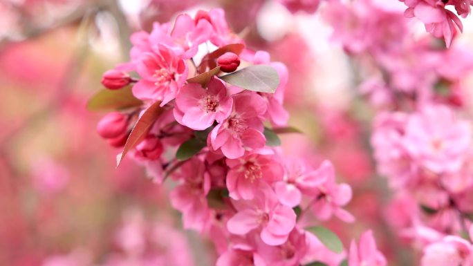 红丽海棠 春暖花开 蜜蜂采蜜