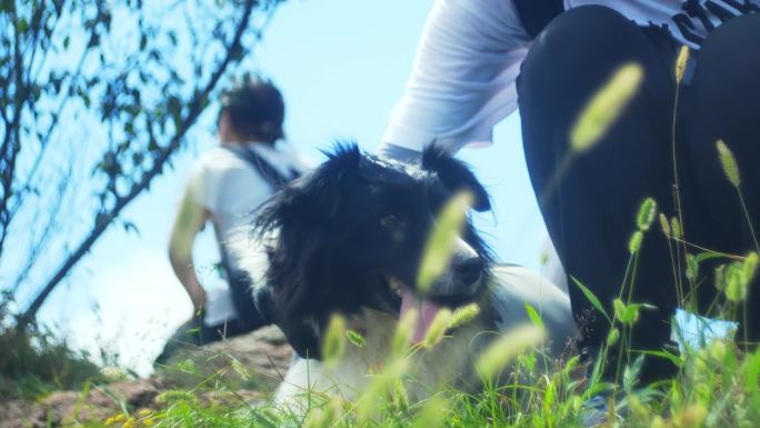 边境牧羊犬