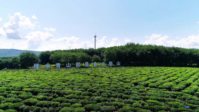 白沙茶园海南白沙生态茶园小镇