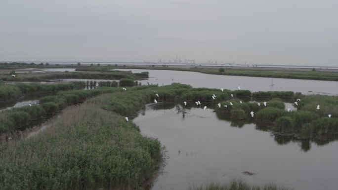 4K-Log-上海青草沙水库湿地过冬候鸟
