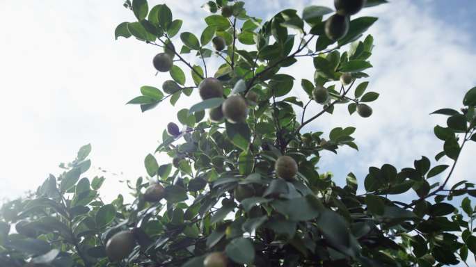 油茶果油茶林