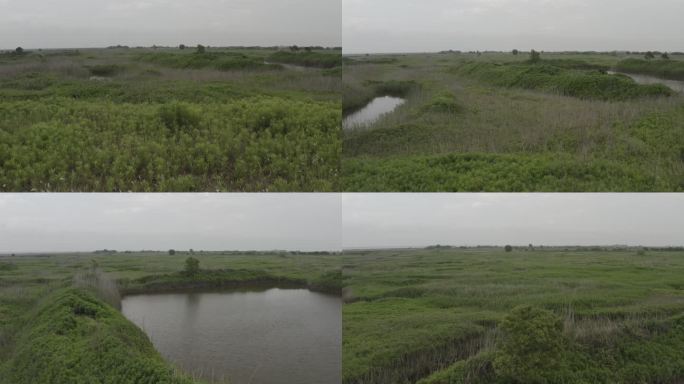 4K-Log-上海青草沙水库江心洲湿地