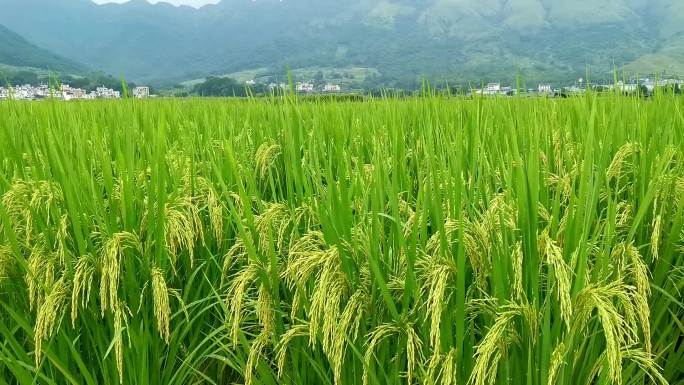 水稻稻谷稻田