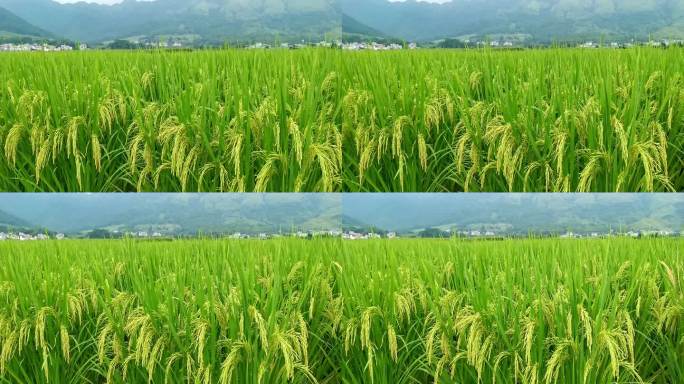 水稻稻谷稻田