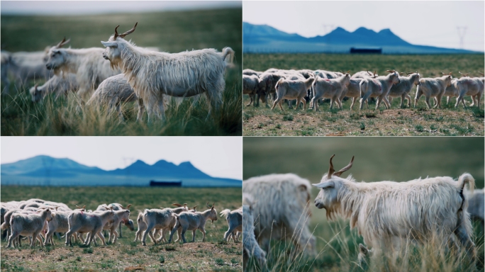 （4K电影机拍摄）草原山羊羊群放牧