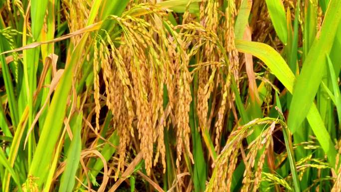 （4K合辑商用）唯美秋天秋意自然风景空境