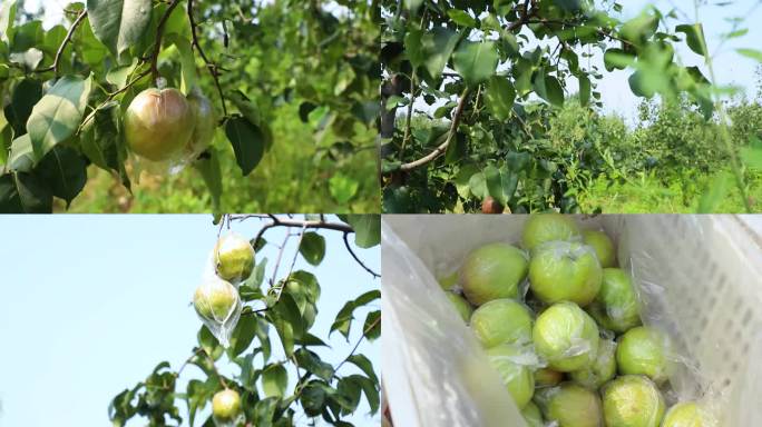 果园摘梨 梨树 丰收 种植业 绿色