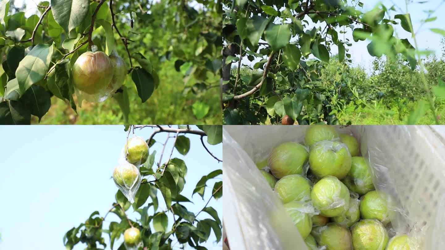 果园摘梨 梨树 丰收 种植业 绿色