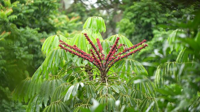 雨中林子里的花果上的小鸟4/9