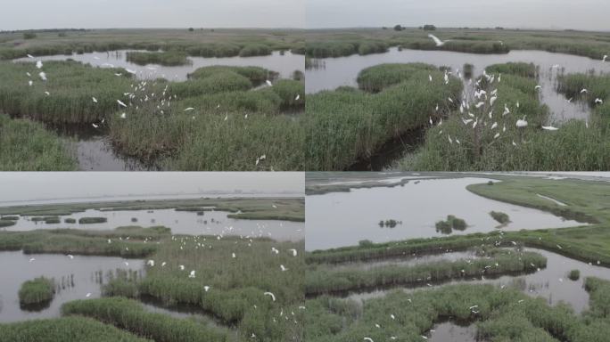 4K-Log-上海青草沙水库湿地过冬候鸟