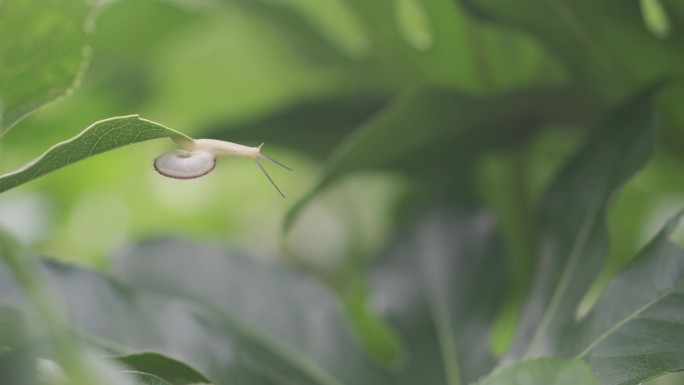 蜗牛爬行视频素材