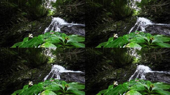 阳光下桂林大山森林中的瀑布流水和栈道