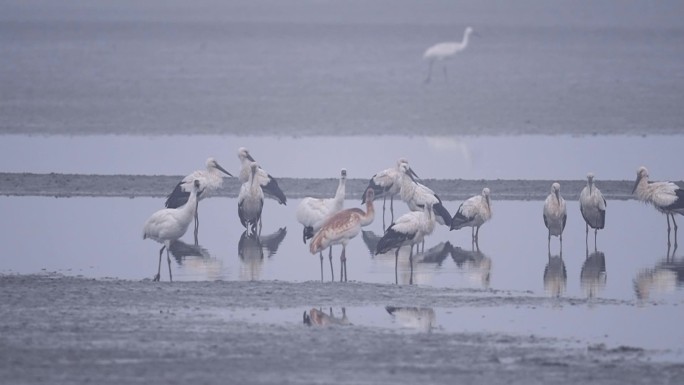 鄱阳湖候鸟东方白鹳鸣叫视频