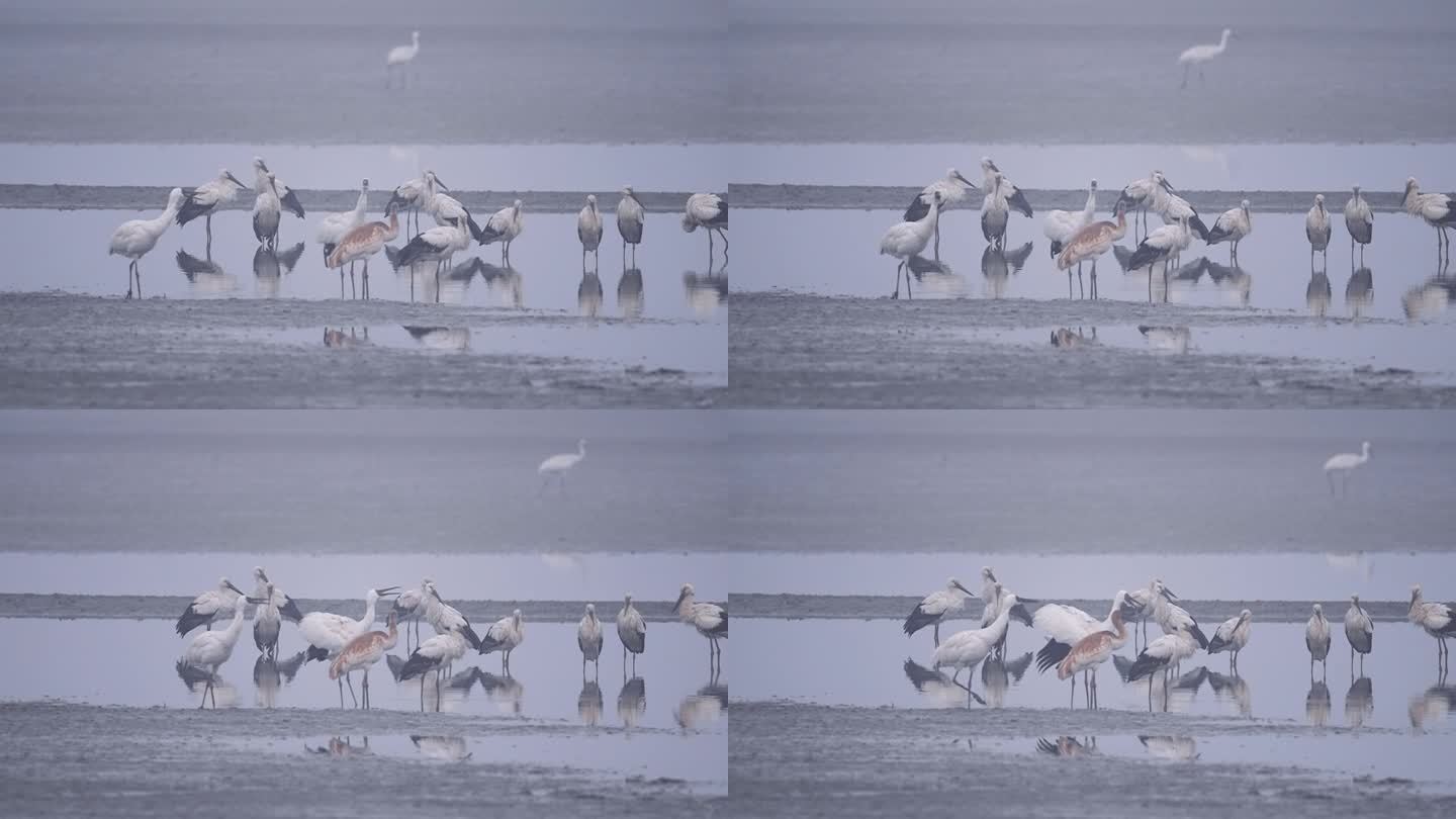 鄱阳湖候鸟东方白鹳鸣叫视频