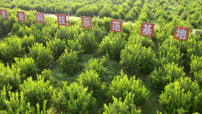 航拍农村柠檬示范基地