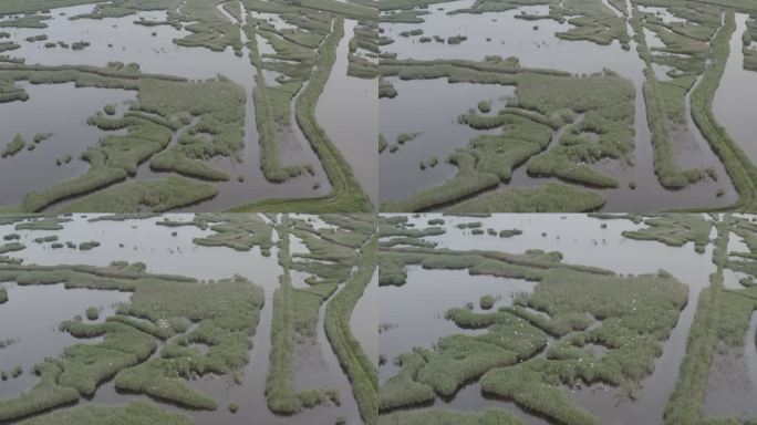 4K-Log-上海青草沙水库湿地自然图腾