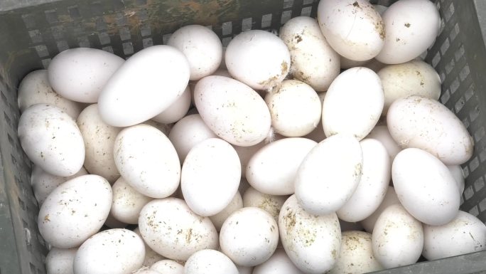 养殖场 收集蛋 框内鹅蛋 鸭蛋 绿壳蛋