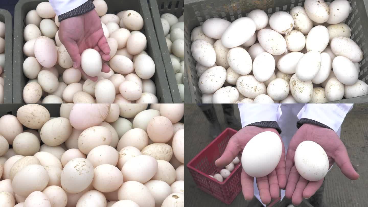 养殖场 收集蛋 框内鹅蛋 鸭蛋 绿壳蛋