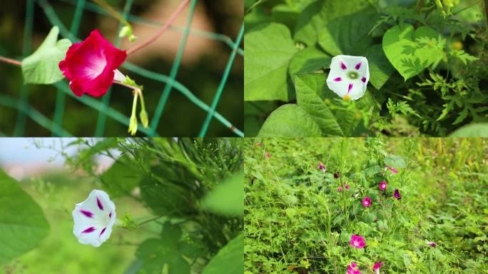 牵牛花 喇叭花 野花 植物 草 茂密生长