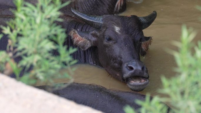 水牛洗澡 9