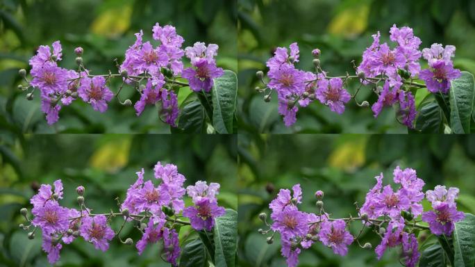 植物花朵