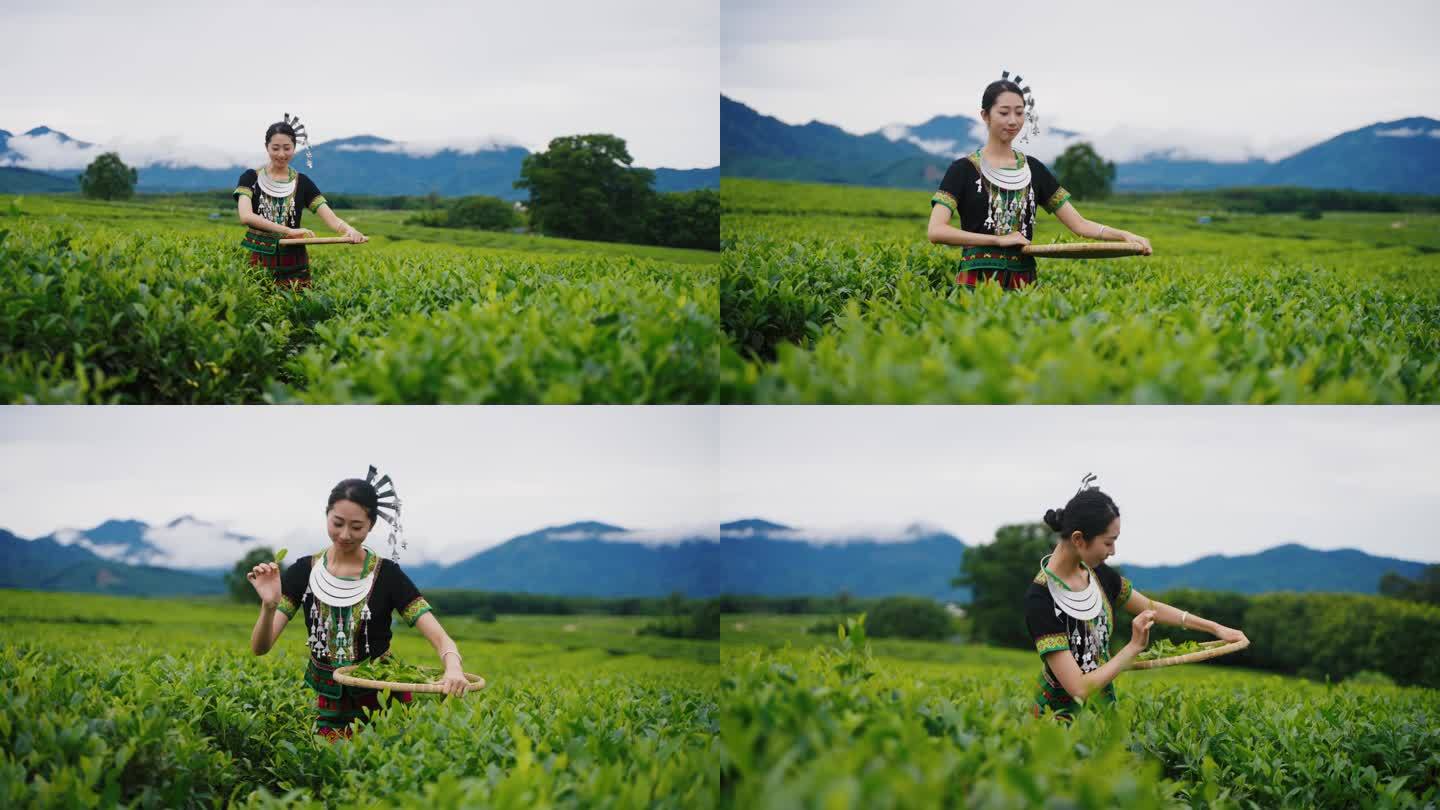 茶园茶山采茶茶园茶园跳舞采茶女采茶姑娘