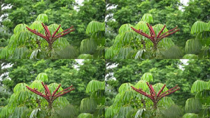 雨中林子里的花果上的小鸟1/9