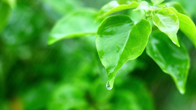 下雨天