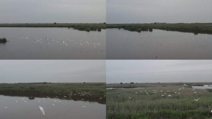 4K-Log-上海青草沙水库湿地过冬候鸟