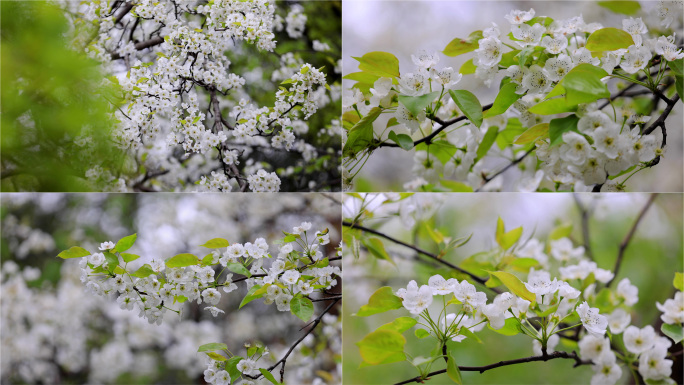 春天 梨花 花开 春暖花开 中景视频素材