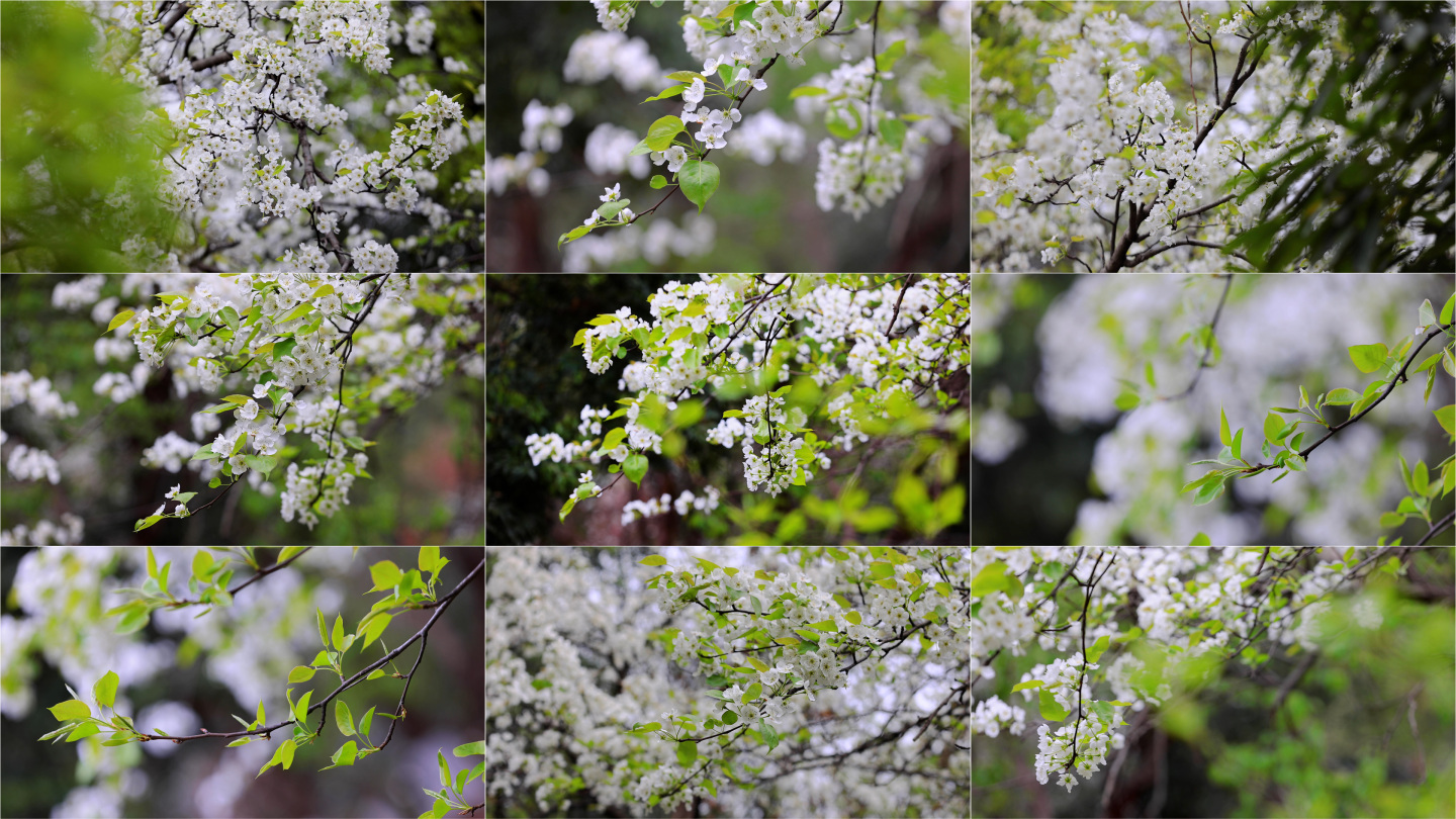 春天 梨花 花开 春暖花开 中景视频素材