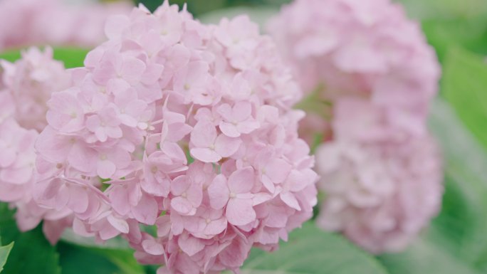 花园中不同颜色的绣球花