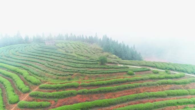 大田高山云雾茶