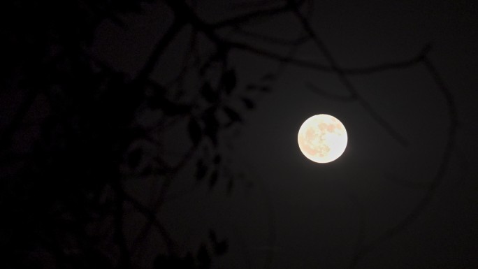 树梢上的月亮