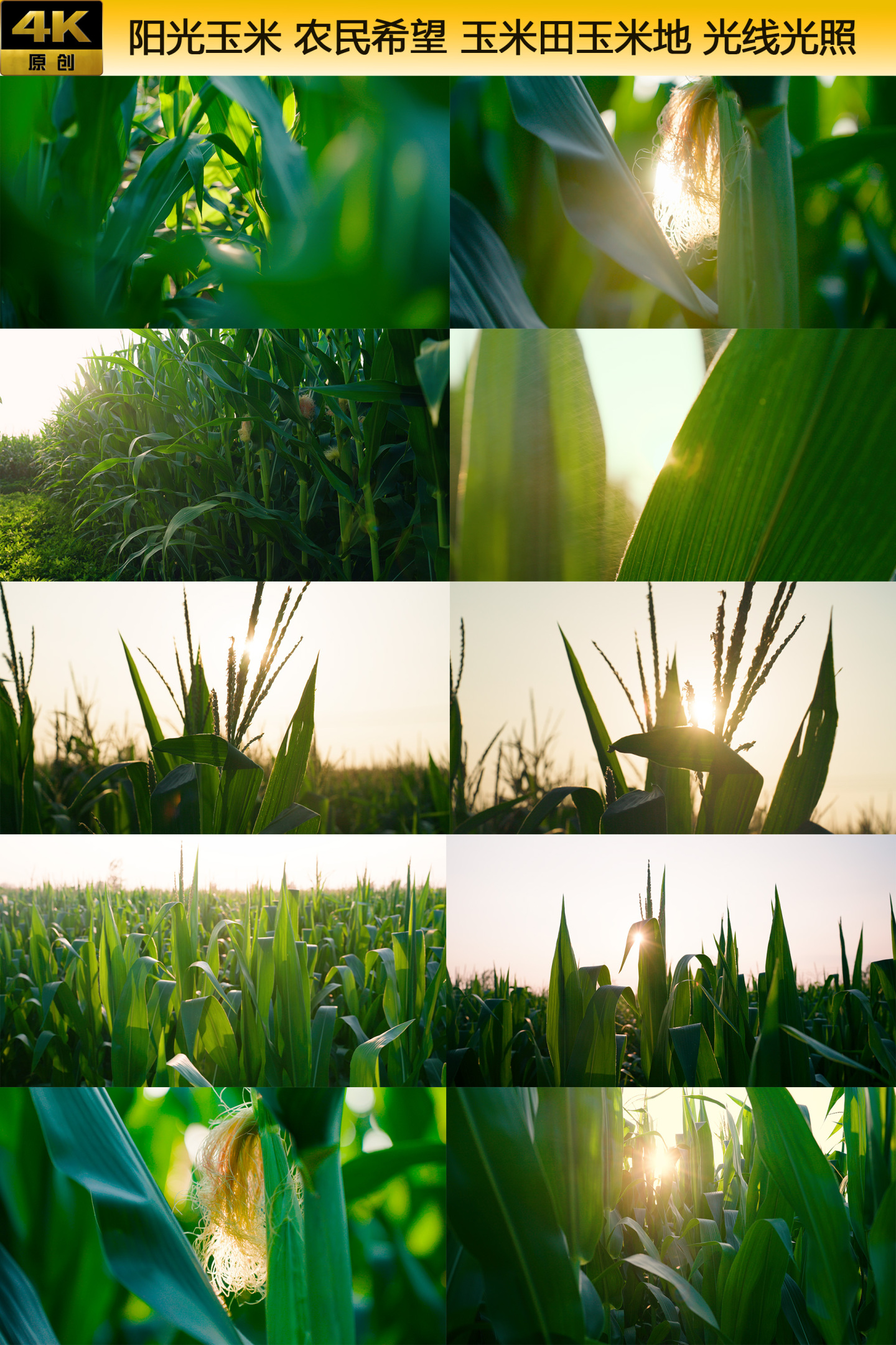 阳光玉米 农作物 农民希望 玉米田玉米地